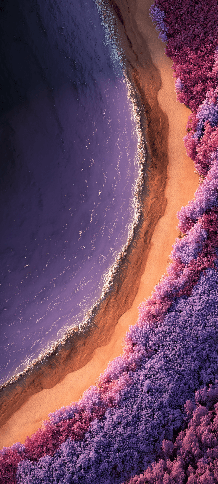 Lavender Field Meeting Purple Ocean Aerial View