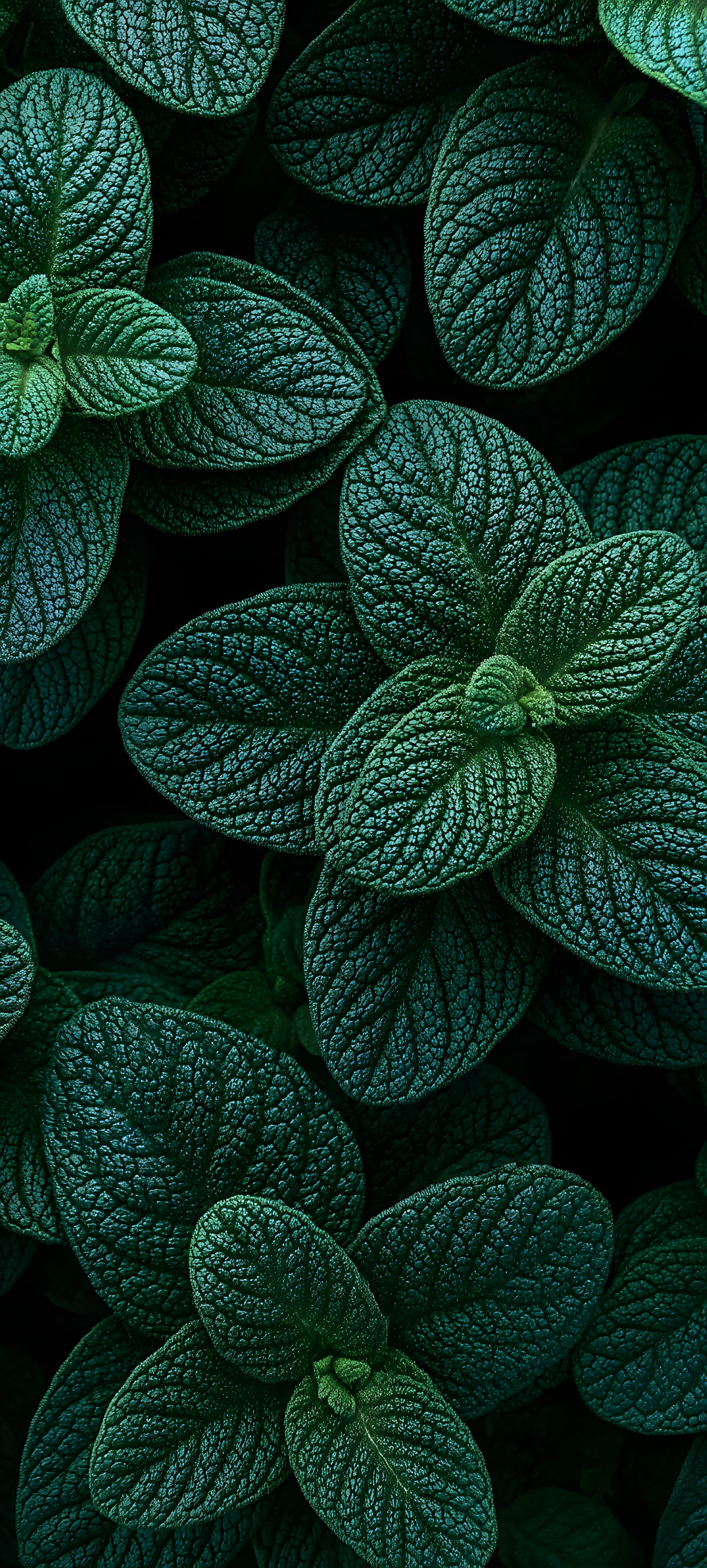 A close-up of a green leafy plant with intricate patterns and vibrant texture.