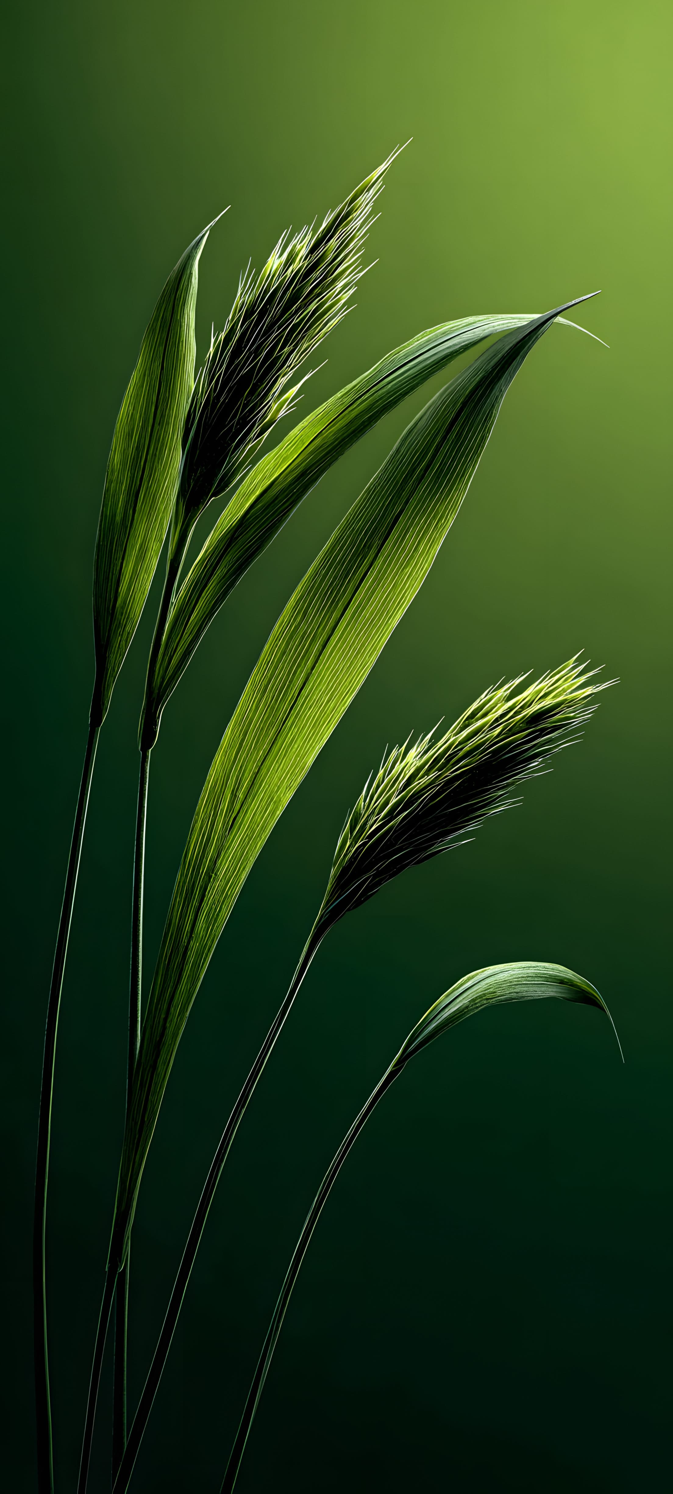 Close-up of green wheat stalks with a blurred green background, highlighting the texture and natural beauty.